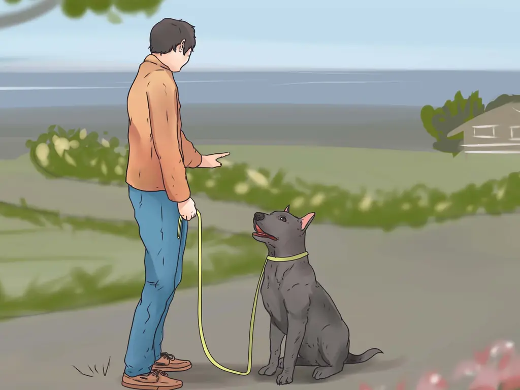 Как научить собаку ходить на поводке: 12 шагов (с иллюстрациями)