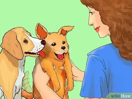 Начать службу выгула собак Шаг 2