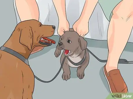 Выгуливать двух собак на одном поводке Шаг 2