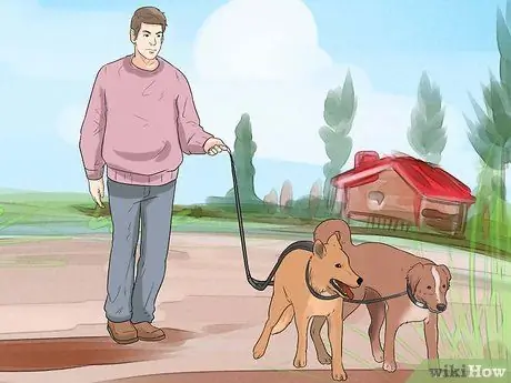 Выгуливать двух собак на одном поводке Шаг 5