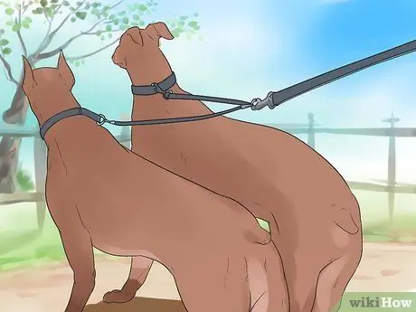 Выгуливать двух собак на одном поводке Шаг 7