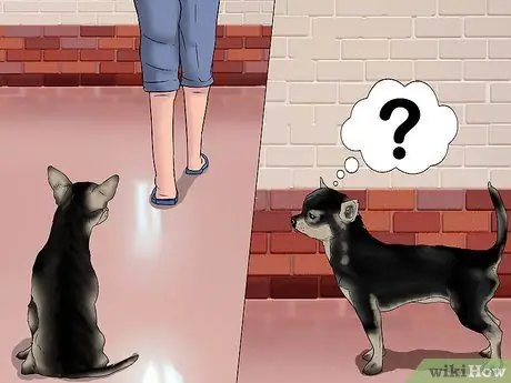 Играть с чихуахуа Шаг 1