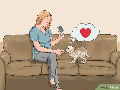 Играть с чихуахуа Шаг 11