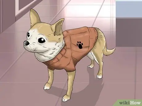 Играть с чихуахуа Шаг 13