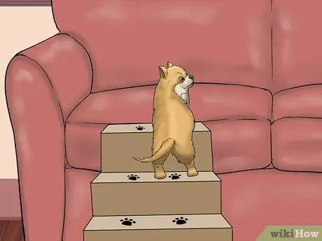 Играть с чихуахуа Шаг 14