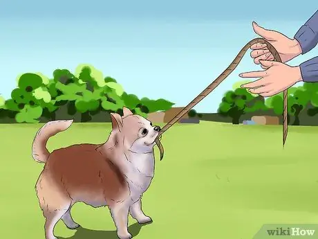 Играть с чихуахуа Шаг 3