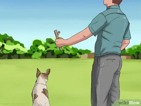 Играть с чихуахуа Шаг 4