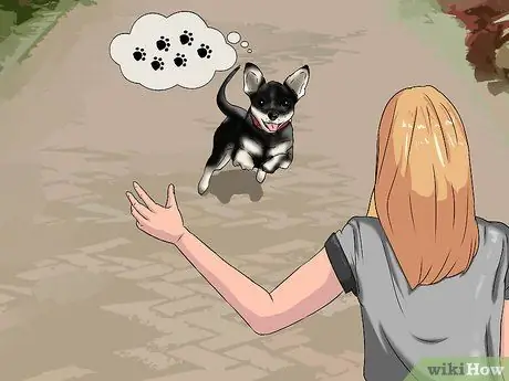 Играть с чихуахуа Шаг 6