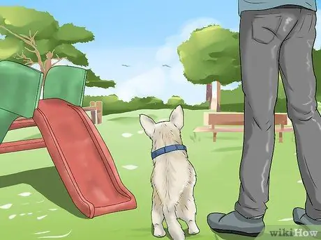 Играть с чихуахуа Шаг 7