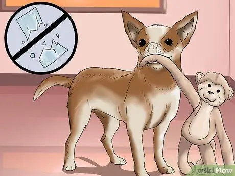 Играть с чихуахуа Шаг 8