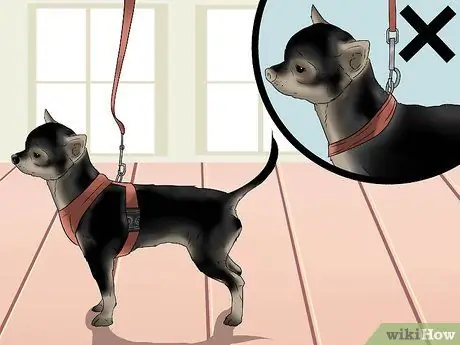 Играть с чихуахуа Шаг 9