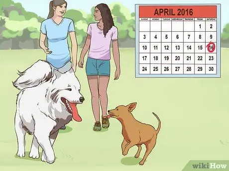 Развлекайтесь с собакой в помещении Шаг 12