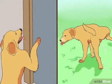 Развлекайтесь с собакой в помещении Шаг 13