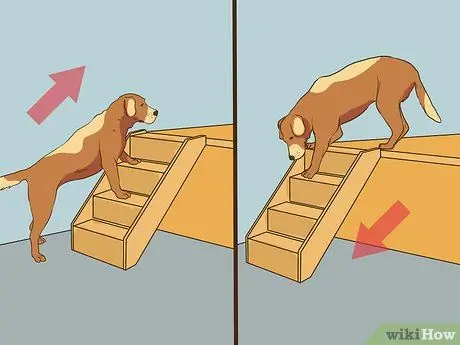 Развлекайтесь с собакой в помещении, шаг 3