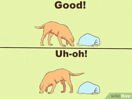 Развлекайтесь с собакой в помещении, шаг 6