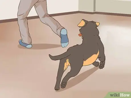 Развлекайтесь с собакой в помещении Шаг 7