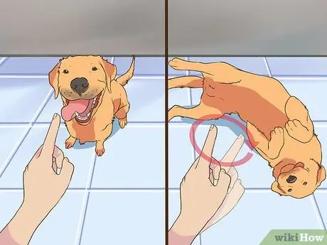 Развлекайтесь с собакой в помещении Шаг 8