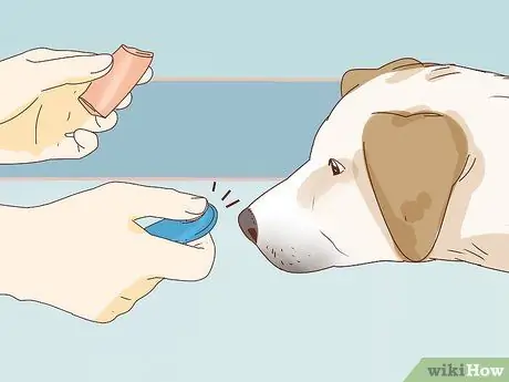 Приучите собаку играть в футбол, шаг 2