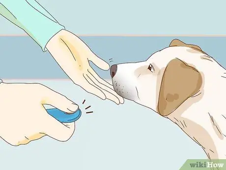 Приучите собаку играть в футбол, шаг 3