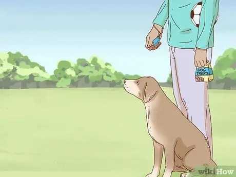 Приучите собаку играть в футбол, шаг 4