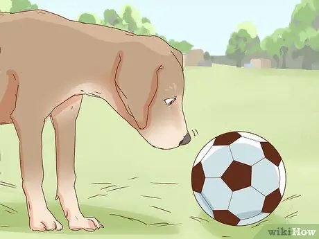 Приучите собаку играть в футбол, шаг 5
