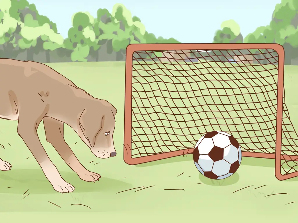 Как приучить собаку играть в футбол: 8 шагов (с иллюстрациями)