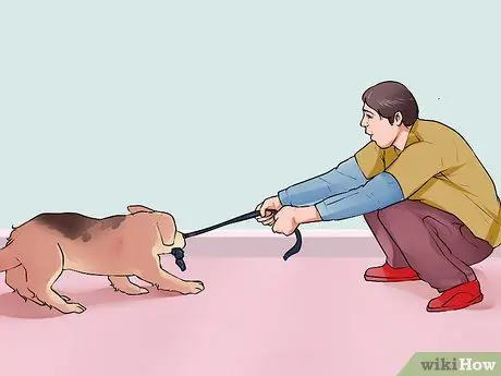 Связь с отчужденной собакой Шаг 1