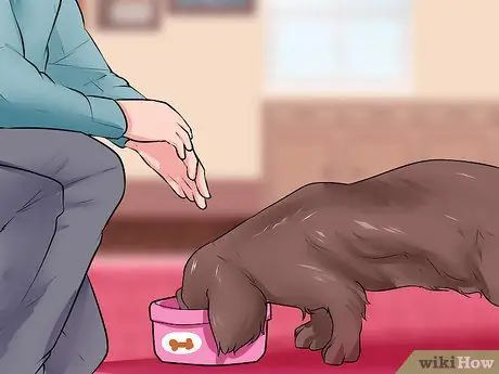 Связь с отчужденной собакой Шаг 10