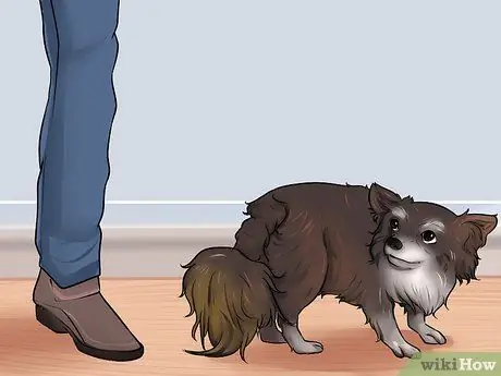 Связь с отчужденной собакой Шаг 13