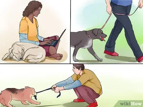 Связь с отчужденной собакой Шаг 5