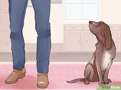 Связь с отчужденной собакой Шаг 8