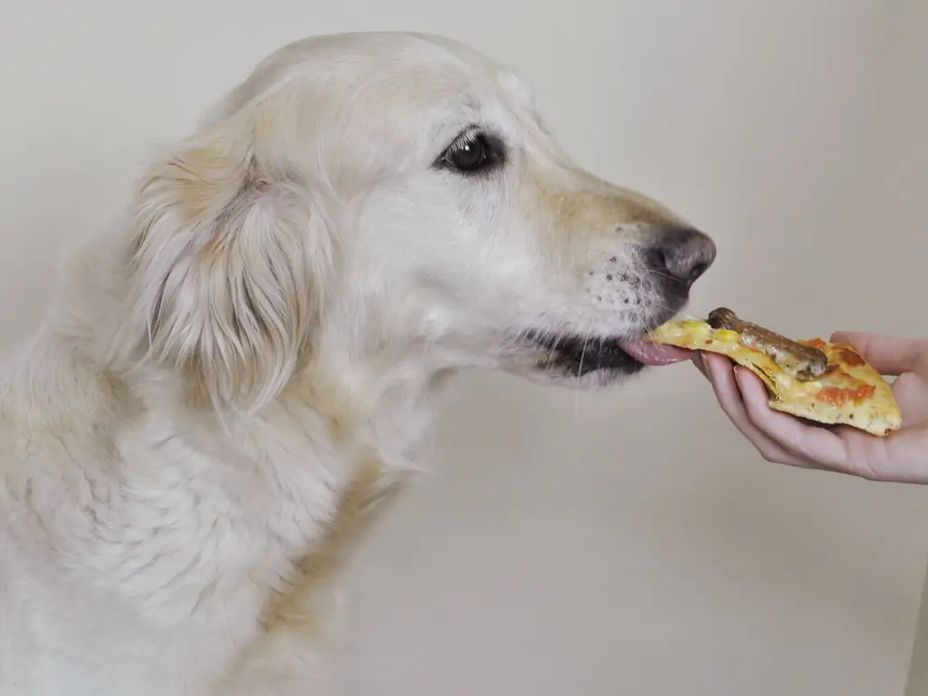 Как приготовить собачью пиццу: 10 шагов (с иллюстрациями)