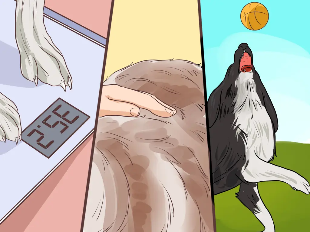 4 способа приготовления домашнего корма для собак