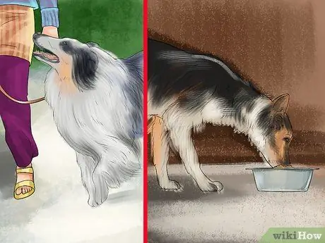 Выберите корм для бордер-колли Шаг 3