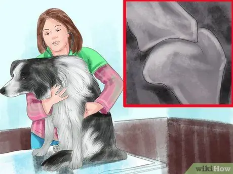 Выберите корм для бордер-колли Шаг 4