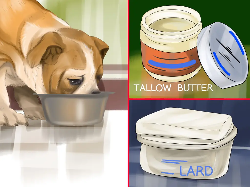 Как выбрать корм для бордер-колли: 9 шагов (с изображениями)