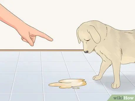 Приучите пожилую собаку к дому, шаг 12