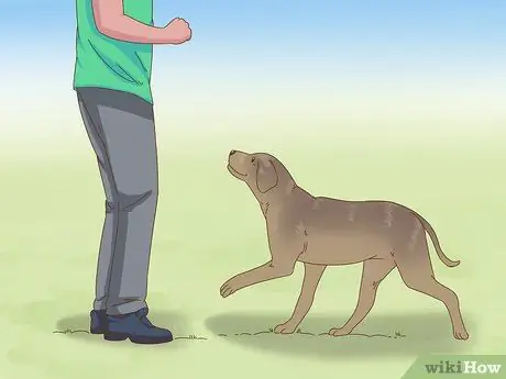 Приучите пожилую собаку к дому, шаг 14