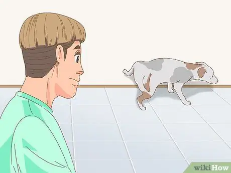 Приучите пожилую собаку к дому, шаг 3