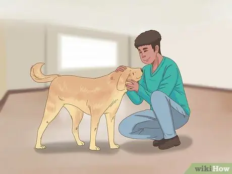 Приучите пожилую собаку к дому, шаг 5