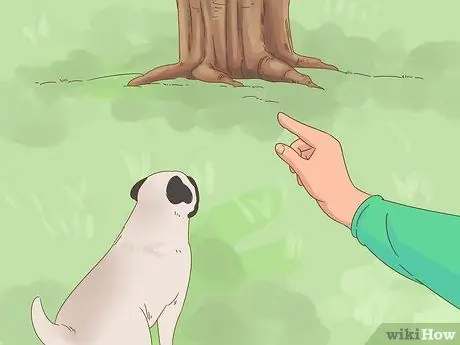 Приучите пожилую собаку к дому, шаг 6