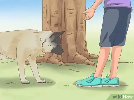 Приучите пожилую собаку к дому, шаг 7