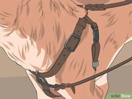 Приучите собаку убегать из дома Шаг 8