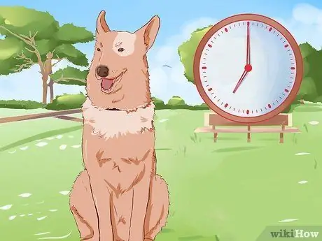 Приучите собаку оставаться на месте Шаг 13