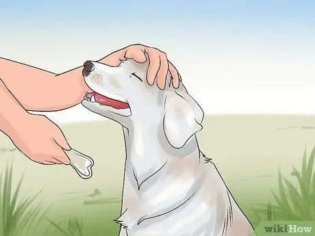 Приучите собаку мочиться на улице Шаг 4