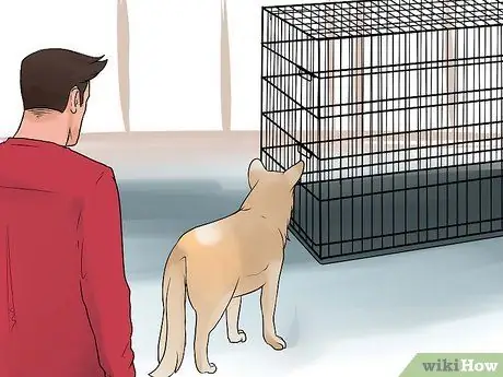 Приучите собаку мочиться на улице Шаг 7