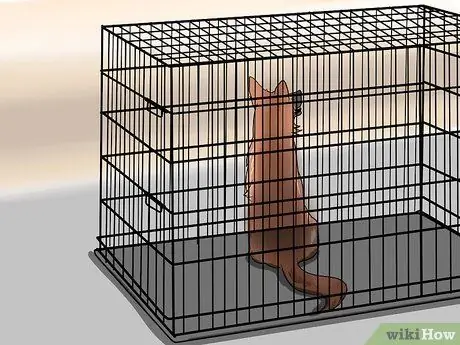 Приучите собаку мочиться на улице Шаг 9