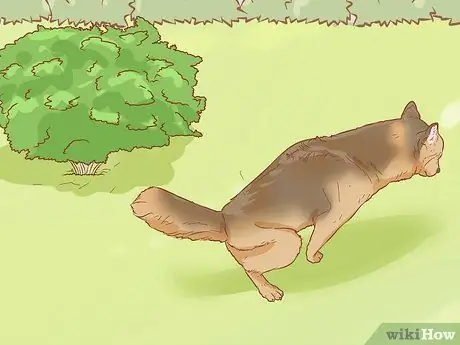 Как не дать собаке помочиться изнутри после выхода на улицу Шаг 2