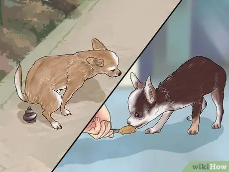 Приучить чихуахуа к горшку, шаг 1