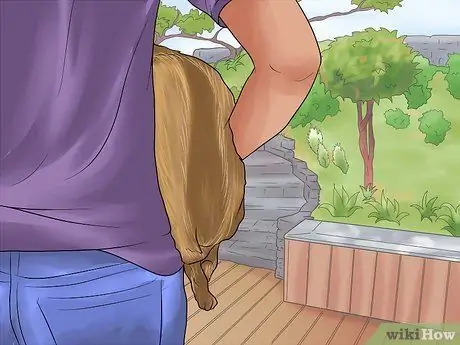 Приучить чихуахуа к горшку, шаг 4